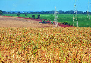 Colheita de soja acelera e chega a 30,1% em Mato Grosso do Sul