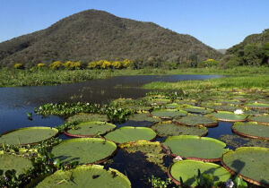 Lei do Pantanal entra em vigor e decreto traz primeiras regulamentações