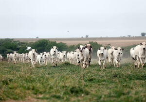 Mato Grosso do Sul abateu menos bovinos no ano passado