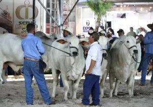 Expogrande 2024 reúne velhas e novas tradições em Campo Grande