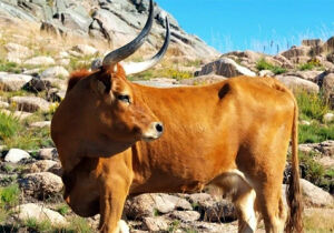 Do norte de Portugal, conheça o barrosã, o boi mais bonito do mundo