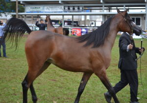 Julgamento de Cavalo Árabe inicia com raças de todo o Brasil 