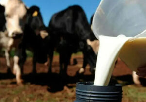 Não vai faltar leite no varejo, diz secretário-executivo do Sindilat
