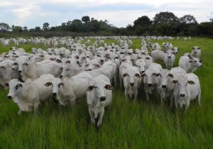 Mercado do boi tem firmeza e cenários já mostram escassez de gado pronto em 2025