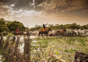 Portaria da Acrissul cria oficialmente o Departamento do Pantanal na entidade