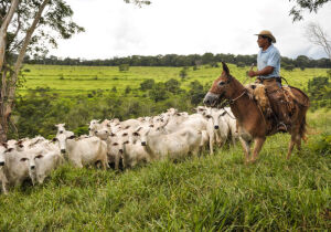 União Europeia embarga importação de carne bovina de fêmeas do Brasil 