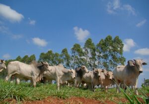 MS tem 4,7 milhões de hectares de pastagens degradadas que podem ser recuperadas 