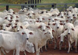 Pecuaristas de MT seguram fêmeas nas fazendas e reduzem abates totais no Estado, diz Agrifatto