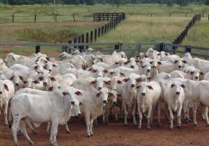 Preço semanal do boi gordo recua após 25 semanas consecutivas de valorização