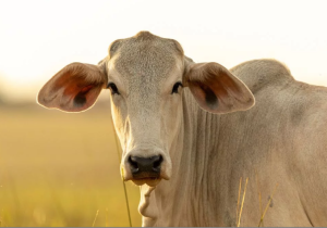 Lentidão no escoamento da carne põe mercado brasileiro do boi gordo em banho-maria