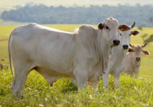 Mercado do boi em compasso de espera; salário na conta pode ativar demanda pela carne