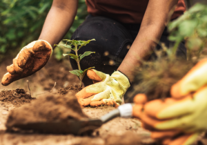 Conheça as Boas Práticas Agrícolas que geram sustentabilidade e oportunidades na agricultura