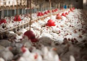 China e União Europeia suspendem as compras de frango do Brasil