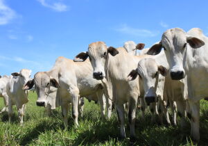 Desmame eficiente requer planejamento para garantir bem-estar dos animais