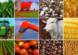 Preço ao produtor agropecuário sobe mais de 20% no 1&ordm; trimestre