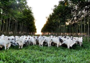 Eucalipto reduz áreas de pecuária extensiva e estimula confinamento do gado