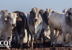 Carne bovina: tarifa dos Estados Unidos se aproxima, mas Brasil tem alternativas à vista