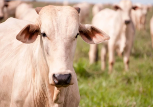 Tarifaço dos EUA pode causar efeito dominó e redirecionar carne bovina brasileira