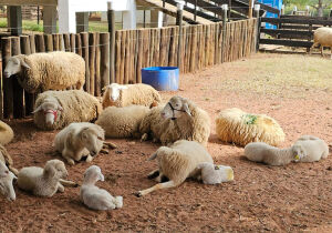 Projeto da agricultura familiar busca fortalecer a ovinocultura em MS