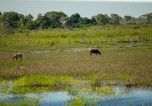 Governo publica edital do PSA Pantanal e produtores podem se inscrever a partir do dia 18 de julho