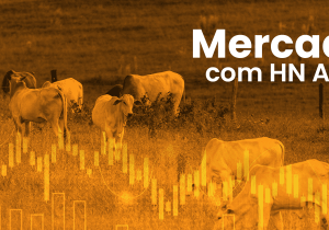 Ágio do bezerro em alta, o cenário ainda é positivo para compra?