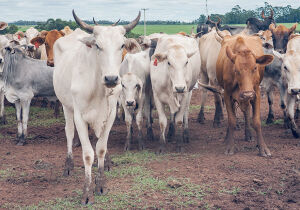 Produção de carne bovina não acompanha avanço das exportações
