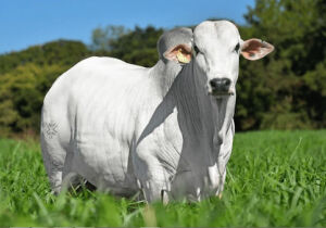 MS e mais nove praças monitoradas pela Agrifatto registraram queda nos preços do boi gordo