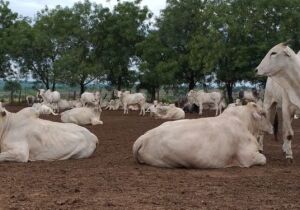 Com exportação em ritmo forte, mercado do boi gordo mira as atenções para consumo doméstico da carne