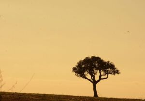 Estiagem prolongada e altas temperaturas elevam risco de incêndios florestais em MS