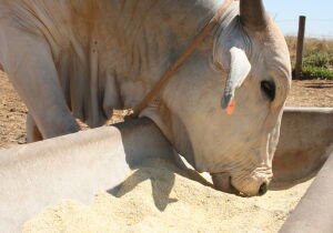 Exportações aquecidas devem manter arroba do boi gordo em alta
