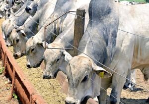 Mercado favorece aumento no confinamento de gado em 2025