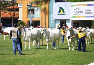 Expoinel 2025 será aberta dia 14 em Uberaba (MG)