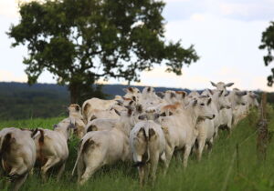 Preços do boi gordo seguem firmes e dados históricos apontam um nov/25 favorável aos pecuaristas