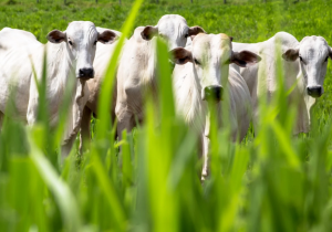 Preço do boi gordo encerrou a semana com estabilidade em quase todo o Brasil