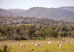 Alô produtor rural do Pantanal: receba pela área de vegetação nativa excedente na propriedade