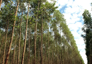 Base florestal em Mato Grosso do Sul deve crescer 40% até 2028