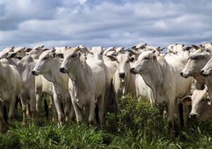 Arroba valorizou até 3% na semana e tendência é de novas altas no curto prazo