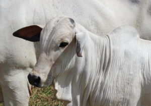 Tecnologia permite produzir bezerros mais pesados e em menos área