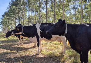 Aquecimento global e práticas de manejo impactam pegada hídrica na produção leiteira
