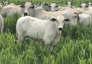 Preços do boi gordo seguem firmes, com espaço para novas altas no curto prazo