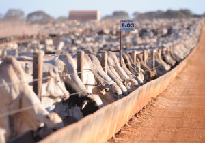 Produtores têm até dia 1&ordm; para fazer declaração e atualização de rebanhos no Estado