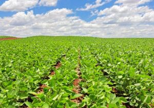 Plantio da soja avança em Mato Grosso do Sul e supera os 61%
