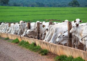 Melhora nas margens estimula alta no confinamento de bovinos