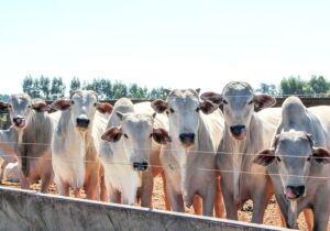 Oferta de gado gordo restrita sustenta o mercado e limita movimento de baixa