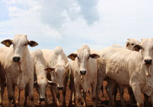Mercado do boi segue com liquidez moderada