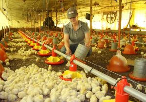 Programa Frango Vida fortalece avicultura e estimula projeto de escola avícola em MS