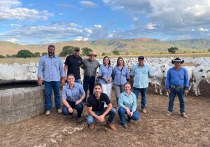 Programa estimula boas práticas na bovinocultura de corte