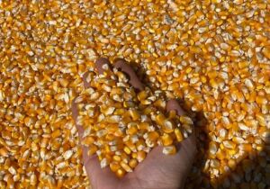 No acumulado até o terceiro trimestre, agro puxa crescimento da economia com alta de 11,6%