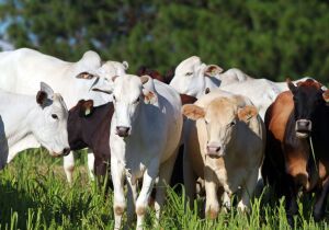 Preço da arroba do gado gordo sobe com expectativa de demanda dos EUA