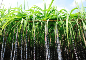 Zoneamento de Risco Climático da cana-de-açúcar é revisado e atualizado